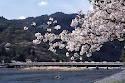 Other Environmental Photo. 727m cherry blossoms in spring to Togetsukyo, Fall foliage is walk you can enjoy the temple! By all means the beautiful scenery of the Kyoto ☆ 