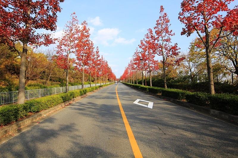 Local is a beautiful tree-lined avenue along the. Likely the elegant promenade.