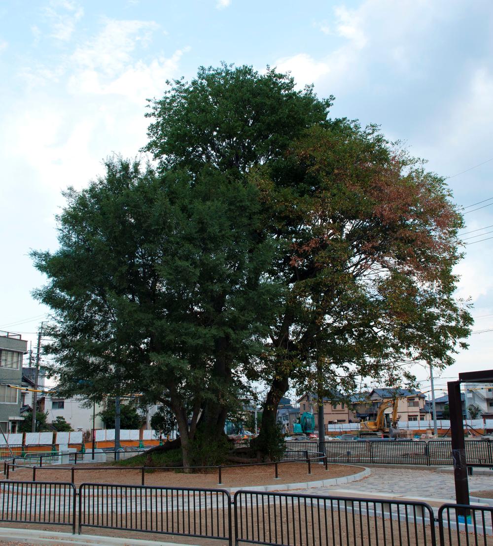 The Mukunoki that continued to watch over this land a long time provide a park that was left as a symbol tree (in the town)