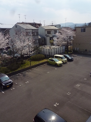 Parking lot. It is parking blooming cherry blossoms in spring!  ☆