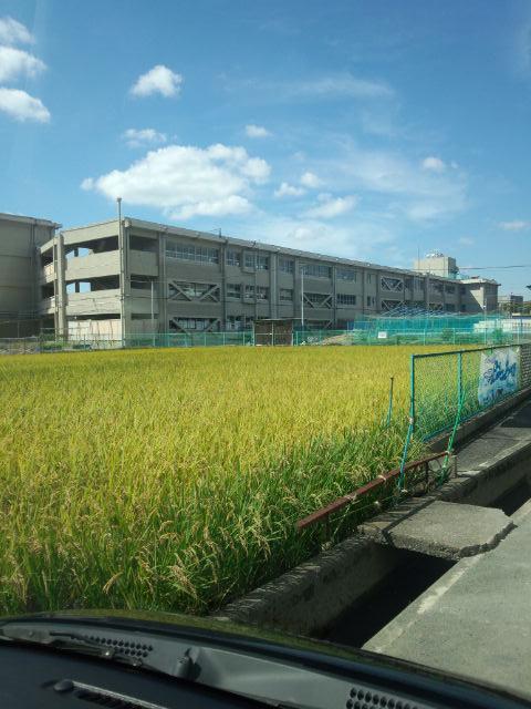 Primary school. Maxima elementary school