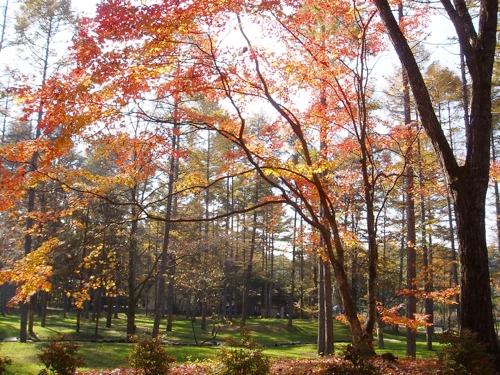 View photos from the dwelling unit. Maple near the terrace: fresh green and is a very beautiful time of autumnal leaves