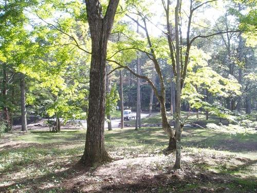 Garden. Japanese larch ・ Dogwood ・ Mantenboshi ・ It has alive trees, such as autumn leaves Site of the building side has become gently higher