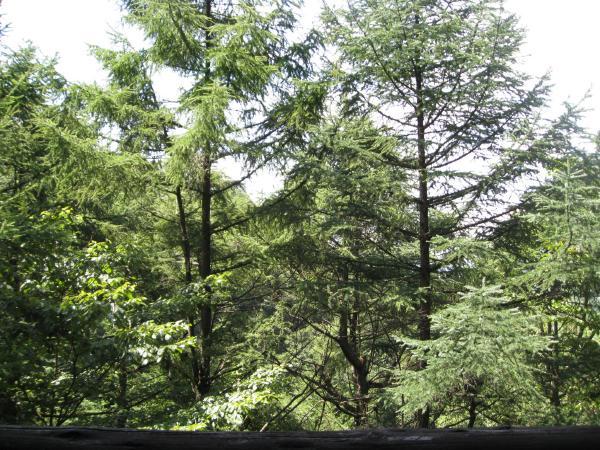 View photos from the dwelling unit. It is a view from a wood deck. When you turn off the front of the tree and overlooking the direction Karuizawa Station.