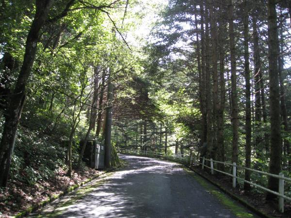 Other. Front road is lined with fine trees, Walking is also comfortably likely.