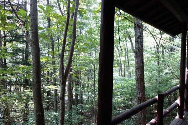 View photos from the dwelling unit. This street is the view from the deck. Around it is covered in green.