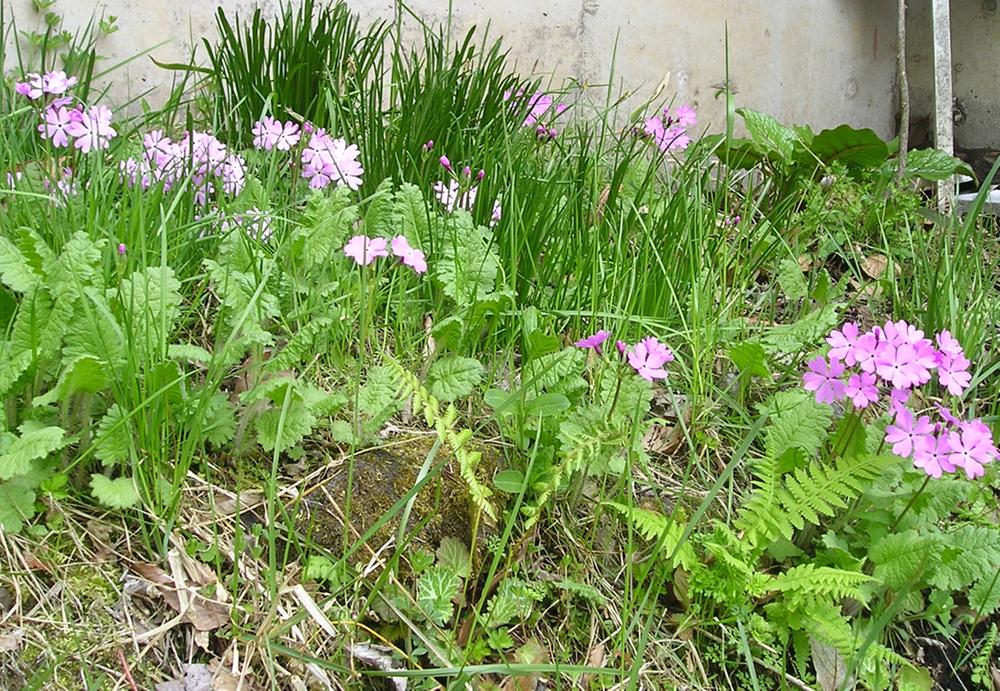 Garden. Primrose of native to the site