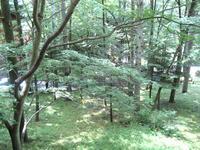 Garden. Sunlight through the trees full of large garden.