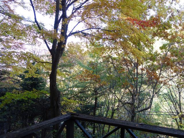 View photos from the dwelling unit. Private sense of a lot of the surrounding environment. Full of green.