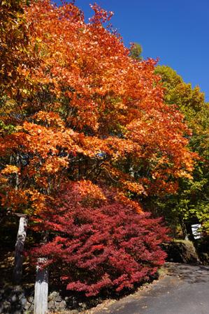 Other. Autumn leaves of maple and Mantenboshi! It is beautiful autumn colors such as garden in maple and white birch.