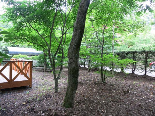 Garden. Appearance of your garden as seen from the west side. Verdure ・ Autumn leaves ・ Rime, etc., You can enjoy views of the four seasons.