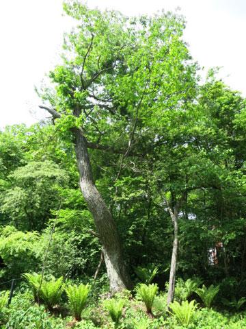 Garden. Respectable symbol tree in the garden also!