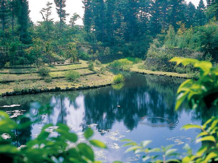 Streets around.  [Harmony of the pond located in the villa ground]  Small fish and dragonfly has played in Karuizawa specific aquatic plants