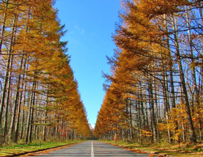 Other Environmental Photo. The fresh green of the larch tree-lined emerald green of the approach road to the nature Township, They greeted us with gentle people who visit this land, such as yellow leaves of Yatsugatake yellow. 