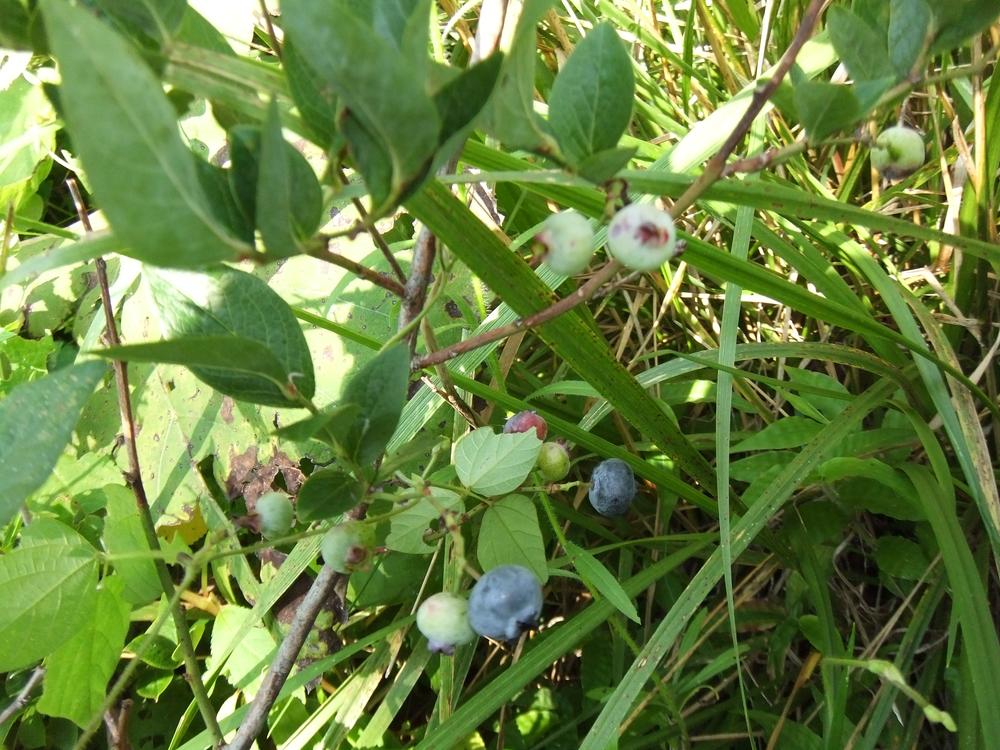 Other. Home garden example