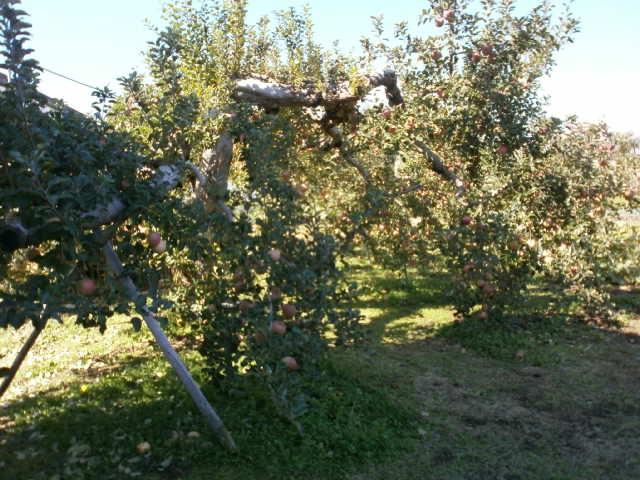 Local land photo. Apple Tree