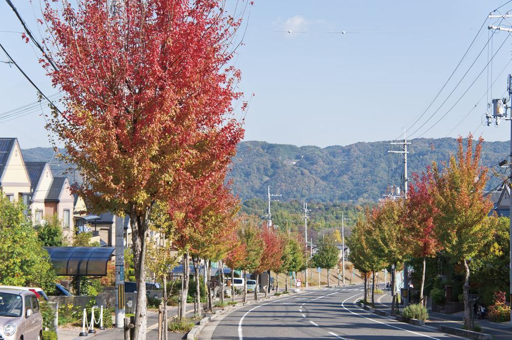 Beautiful Zelkova tree-lined, Town in the entrance. 