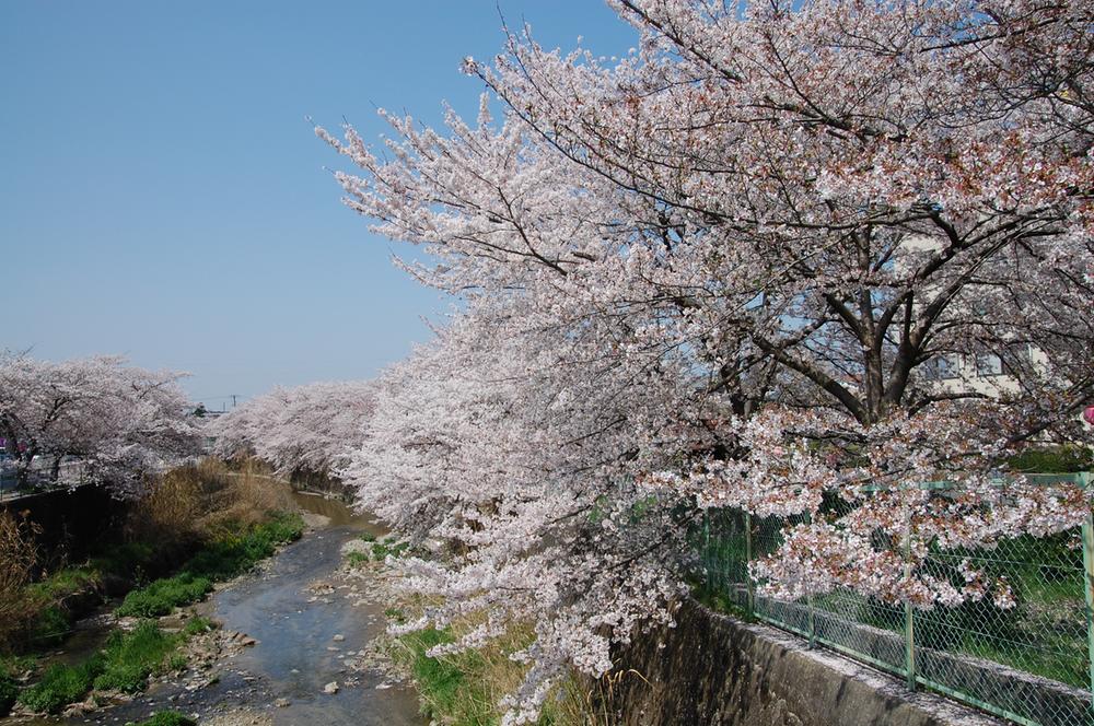 Other local. Of Asukagawa around cherry trees