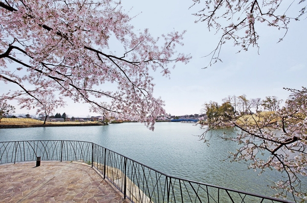 Cherry trees that delight the eyes of people for many years from the age of Showa. In the spring fill around pink flowers of the pond, We played the graceful landscape. So it is enjoy fantastic cherry blossoms