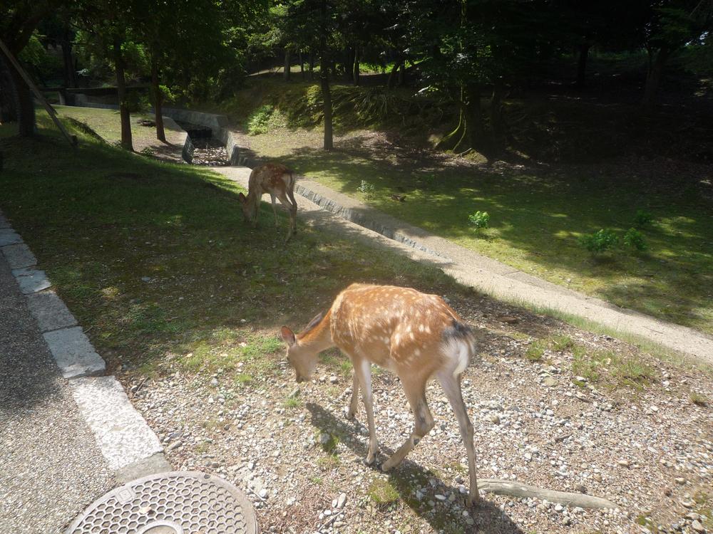 Other. Is a 4-minute walk from Nara Park.