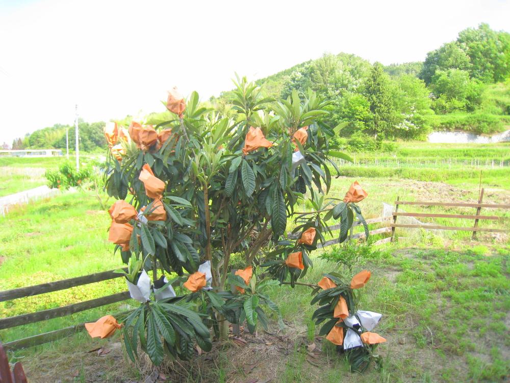 Garden. Peach tree in the garden