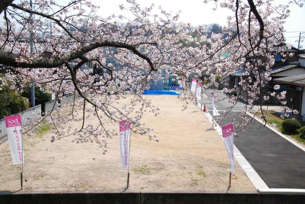 Local land photo. Beautiful blooming cherry tree in the promenade adjacent to the subdivision. The perfect place as day-to-day walk course