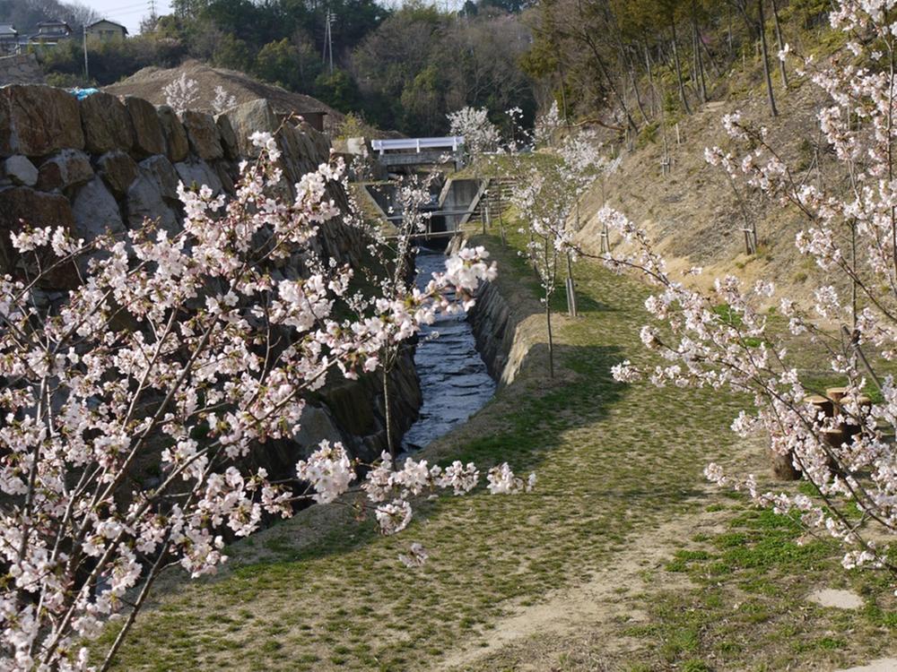 Nature trail of cherry trees in the park. Pleasant retaining wall and there is a river of natural stone river flow sound of stone. 