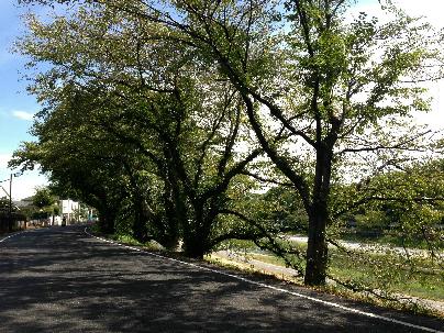 Other. It is also a location where you can enjoy your walk in Asahikawa Sakurado while watching next to the Korakuen.
