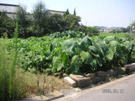 Local land photo