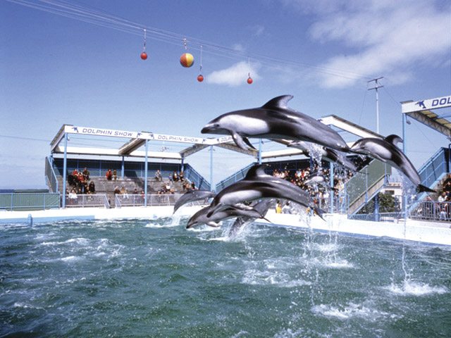 Other Environmental Photo. Until Misaki Park 7800m Zoo, Dolphin Show, Pool, There is an amusement park