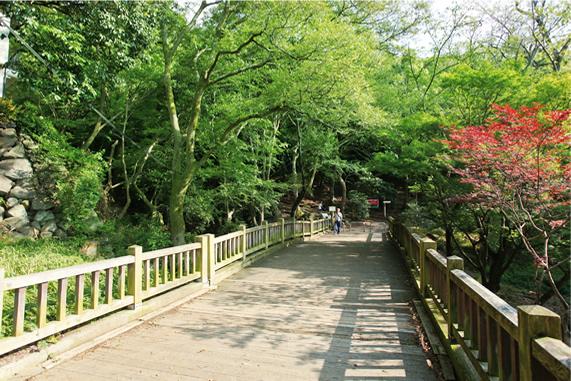 Other. Blooming cherry blossoms in full bloom in the spring, Maioka park (14 mins / About 1120m)