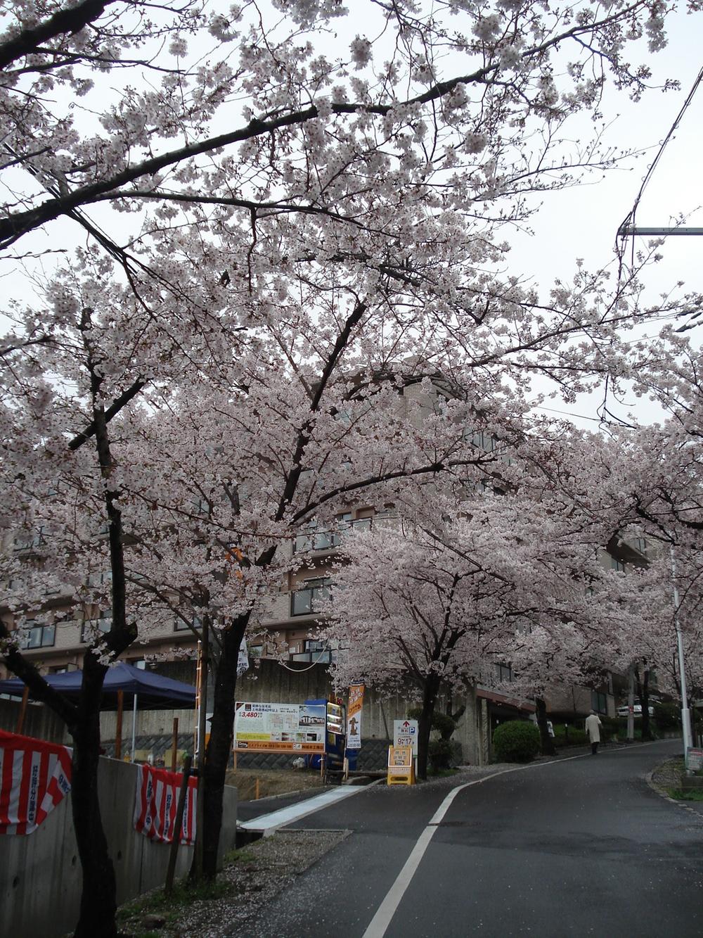 Local photos, including front road. Cherry trees is beautiful! ! 