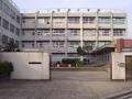 Primary school. Sacred Shinto tree branch elementary school