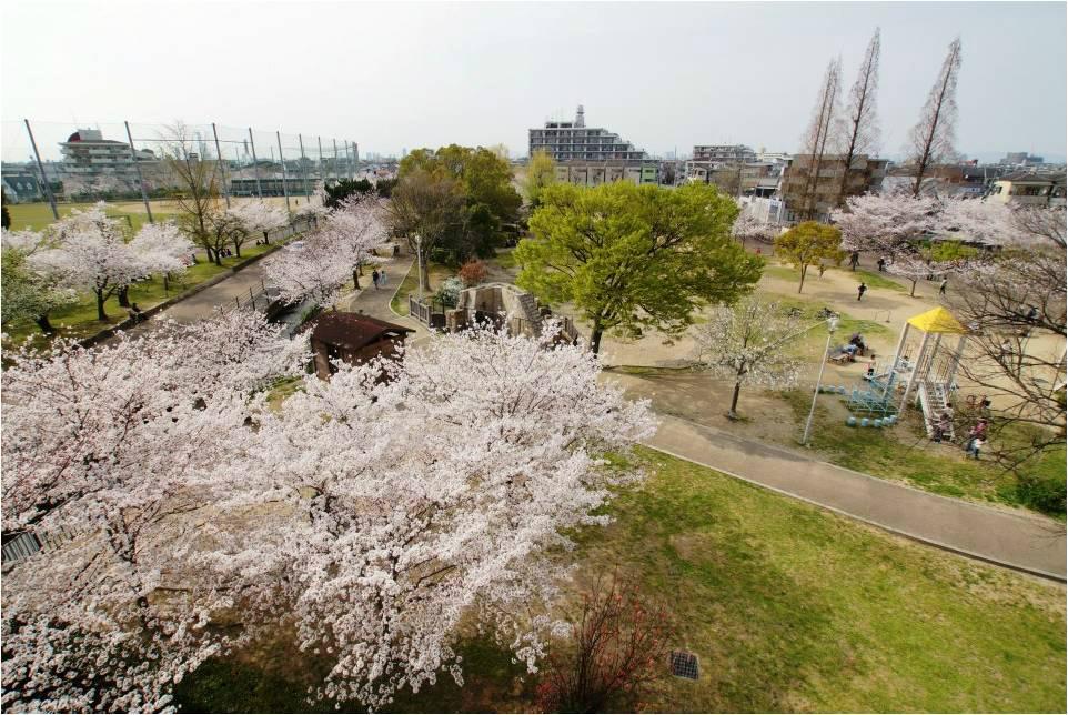 park. There is also right in front of you KANAOKA park blooming cherry blossoms in the 10m spring to KANAOKA park