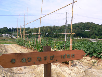 Other Environmental Photo. Local doing the farm regularly events such as lending and harvest festival of tools in Town. Do you want to any garden, Me riding in consultation, such as whether or not grow potatoes doing.