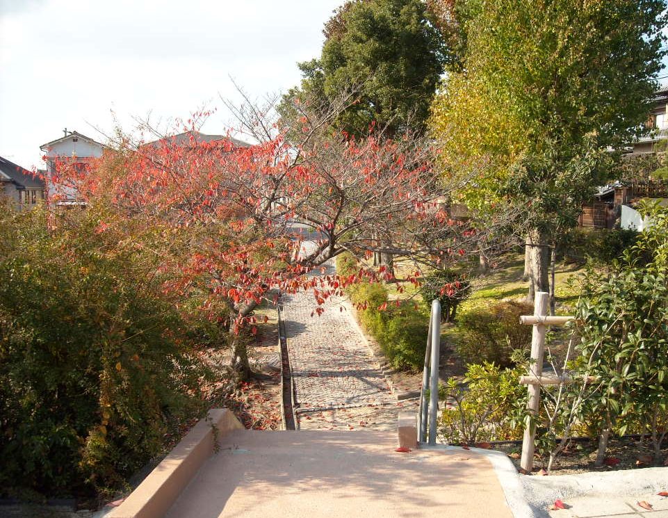 Other Environmental Photo. Sugiyamate South Park until 130m autumn is very beautiful autumn leaves. It makes me feel the transitory season. Leads to the bus as if impassable the road in the park.