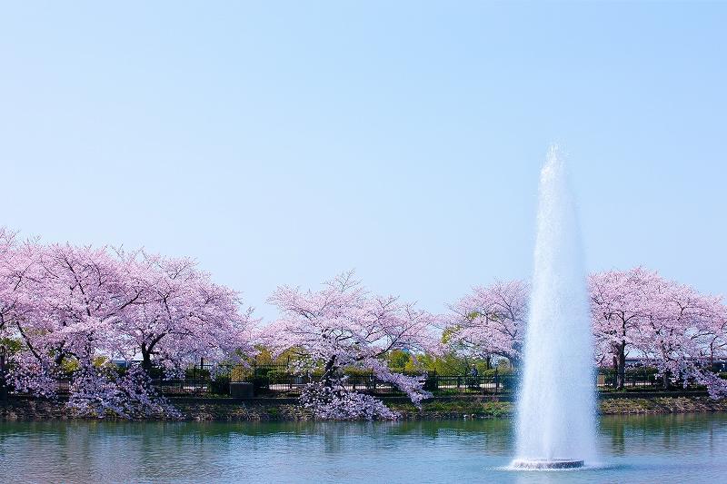 park. 573m plum and blue flag is beautiful Ikeda City suigetsu park until Ikeda Municipal Suigetsu Park, Holiday to want to visit a family spot