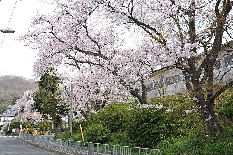 Junior high school. In the 1829m City Shibuya junior high school until the City Shibuya junior high school, First grader is doing a welfare volunteer experience learning (2012)