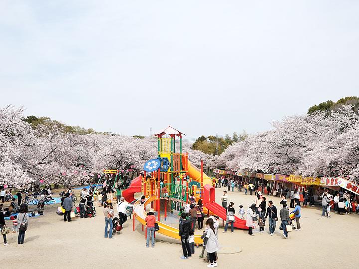 park. The famous black Toriyama park as 3300m cherry blossoms until the black swan Mountain Park. Invited friends family to new construction, You can cherry-blossom viewing.