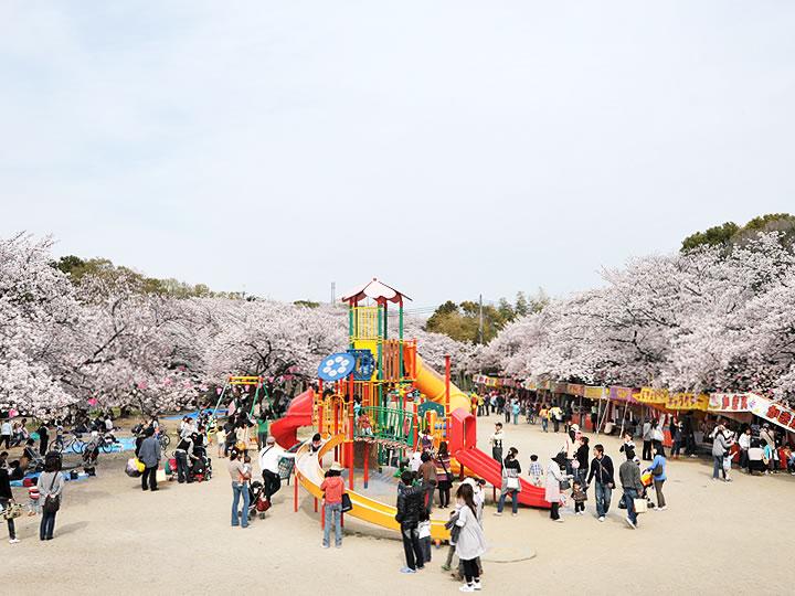 park. The famous black Toriyama park as 3300m cherry blossoms until the black swan Mountain Park. Invited friends family to new construction, You can cherry-blossom viewing. 