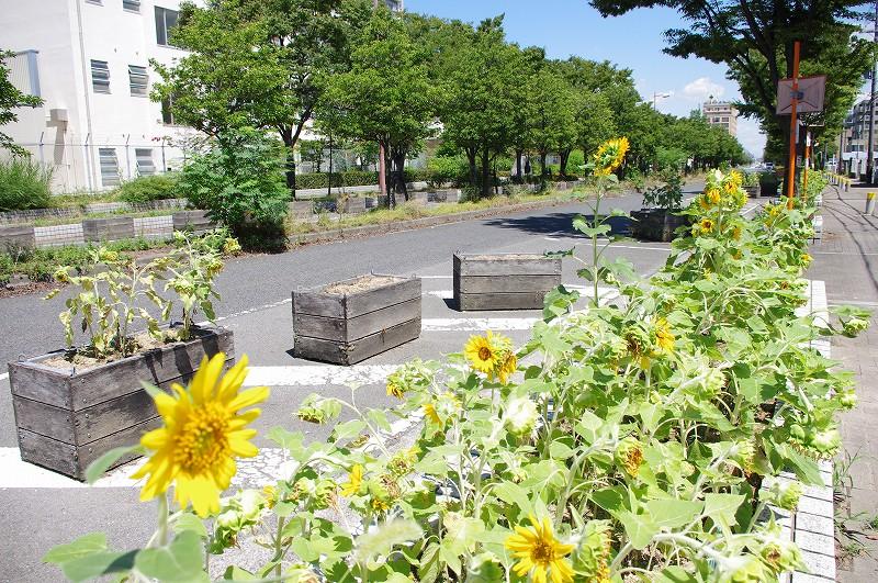 Local photos, including front road. Are in bloom a lot of sunflowers in street zelkova!  Local (August 2013) Shooting