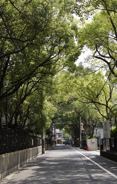  [Osaka International University prior to the green of the tree-lined street] Wrapped in a green landscape and calm feeling hot in the only pass through here (about 600m)