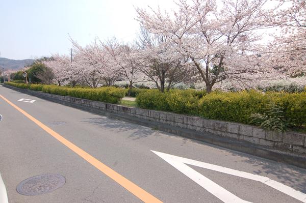 Other. Local surroundings, It is a famous area in the beauty of the cherry blossoms. Harmony with nature, Is a landscape rich streets can be felt in the daily life.