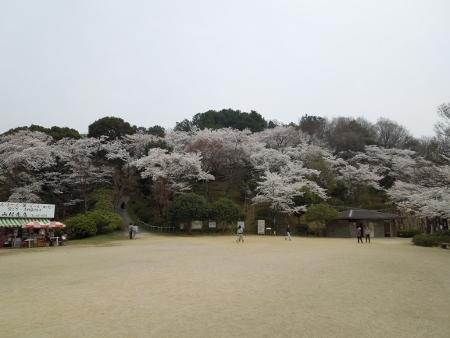 park. Cherry trees is a 7-minute walk from the famous Nagano park
