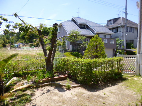 Garden. Yoshi also planted a favorite planting