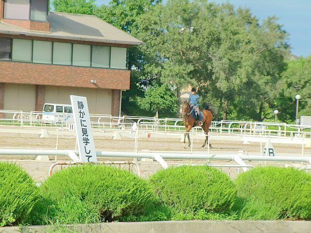 Other. Tsurumi Ryokuchi riding garden
