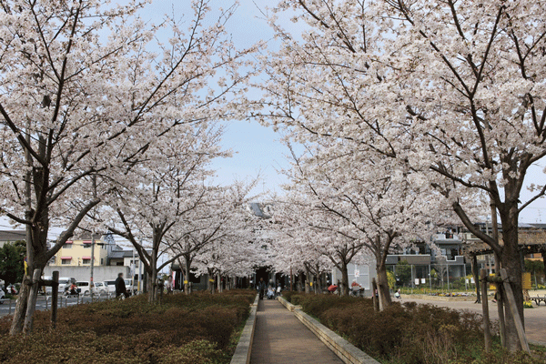 Surrounding environment. Tsukide Town, Central Park (a 3-minute walk ・ About 200m)