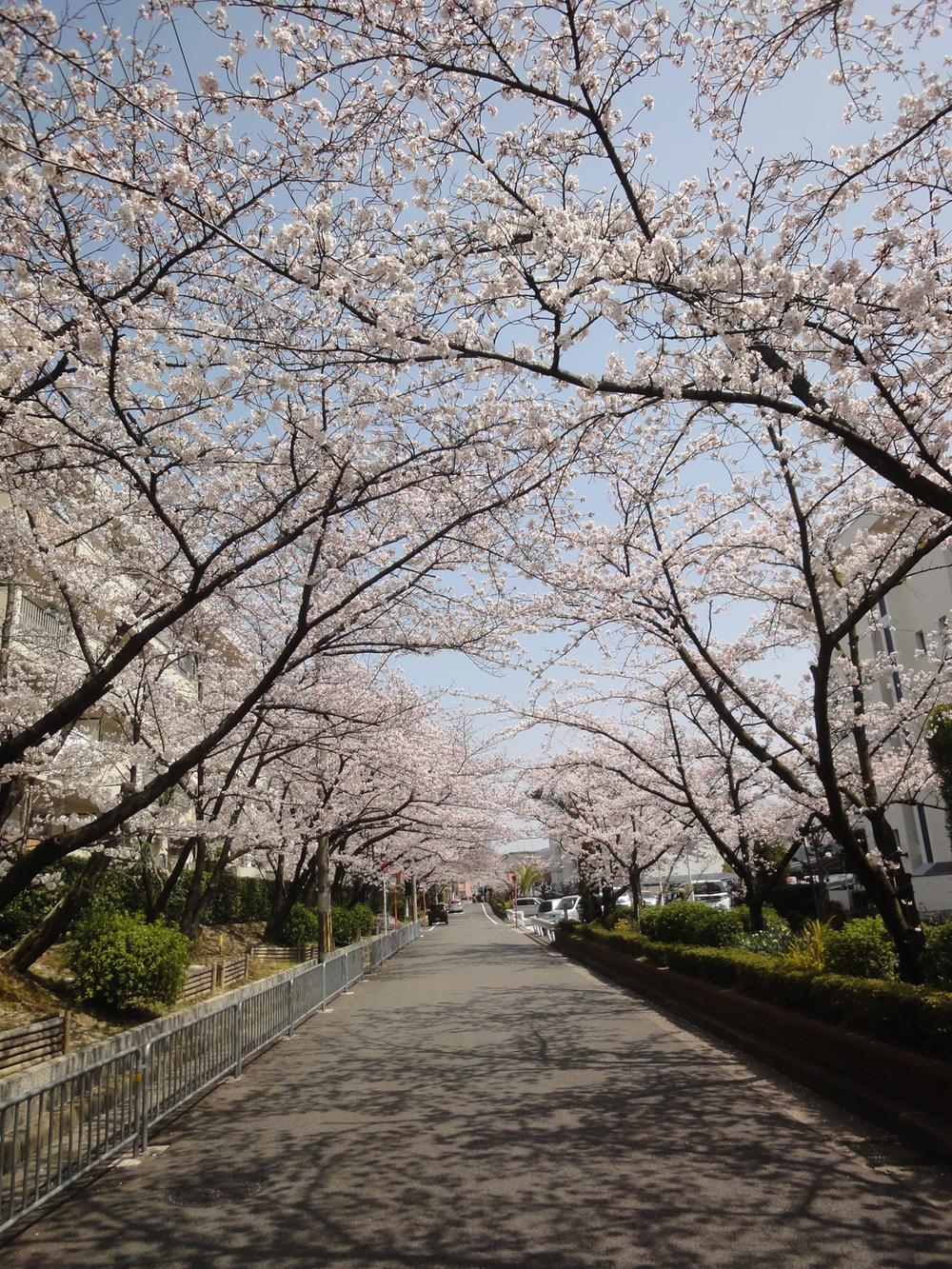 Streets around. 50m Miigaoka until the cherry trees of Mitsui housing complex, It is famous for beautiful cherry blossoms, such as "Mitsui complex" and "launch River flood control green space".