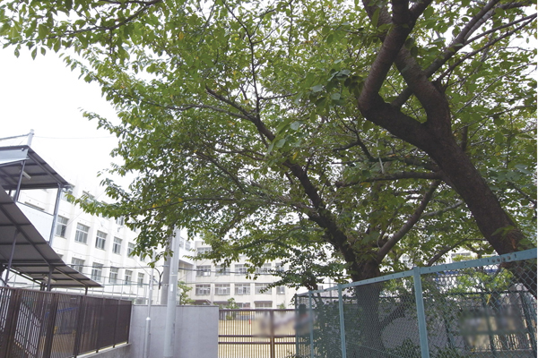 Surrounding environment. Municipal Tokiwa Elementary School (8-minute walk ・ About 570m)