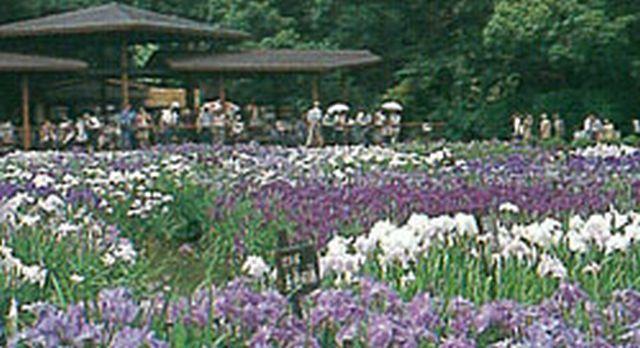 Other. Johoku in the park